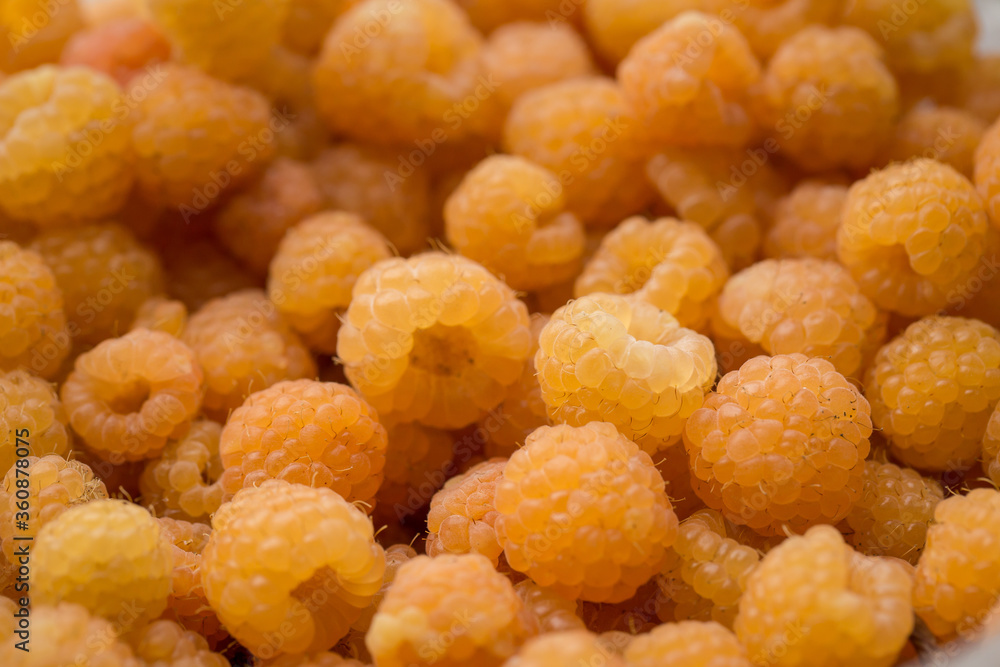 Yellow Raspberries close up. large number Yellow Raspberries close up. large number