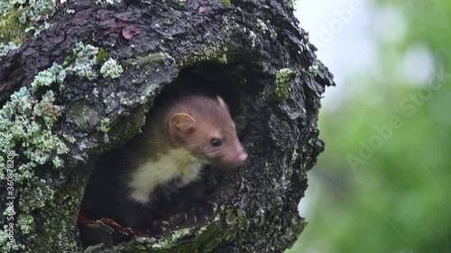 The beech marten (Martes foina) climbs a tree, looking for food and looking around. Very heavy rain and wind, spring day. Close shot. photo