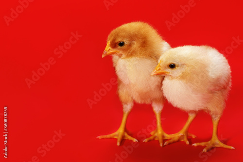 Two cute young chicken birds on a red background