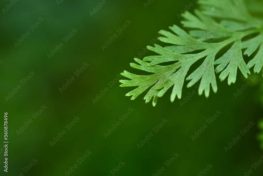 tropical forest leaves with green blur background and sunset light. HD Image and Large Resolution. can be used as background and wallpaper. web banners consepts.