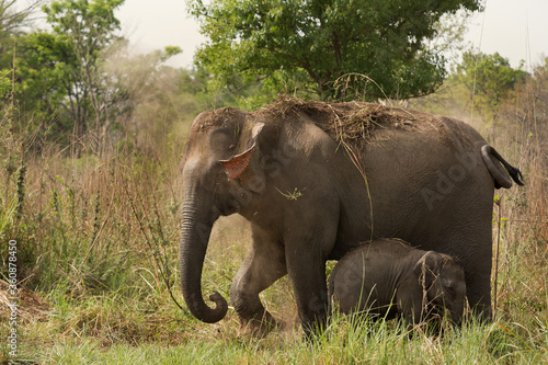 Mother elephant and calf taking dust bath, Jim Corbett National Park, India