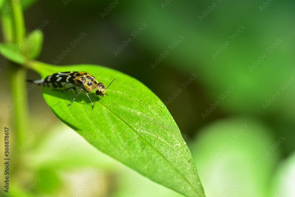 insects on the leaves with green blur background and sunset light. HD Image and Large Resolution. can be used as background and wallpaper. web banners consepts. insects on the leaves with green blur background and sunset light. HD Image and Large Resolution. can be used as background and wallpaper. web banners consepts.