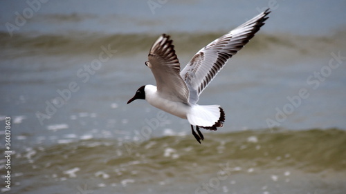 mewa, seagull,  hunting for fish