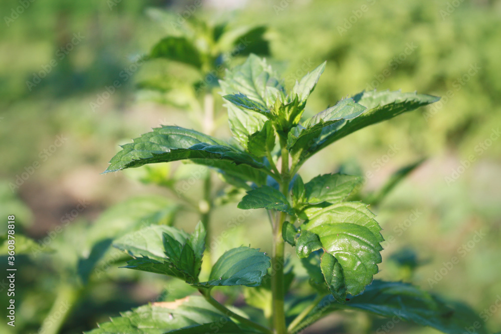 Mint plant in the garden.