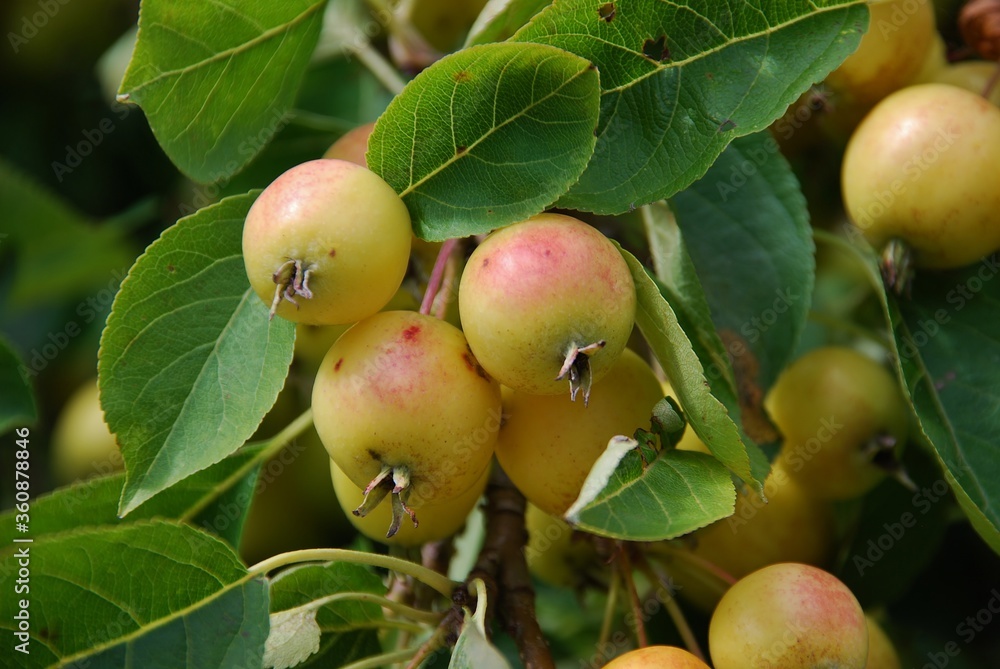 Crabapple tree full of green apple fruits. Malus baccata. Crabapple tree full of green apple fruits. Malus baccata.