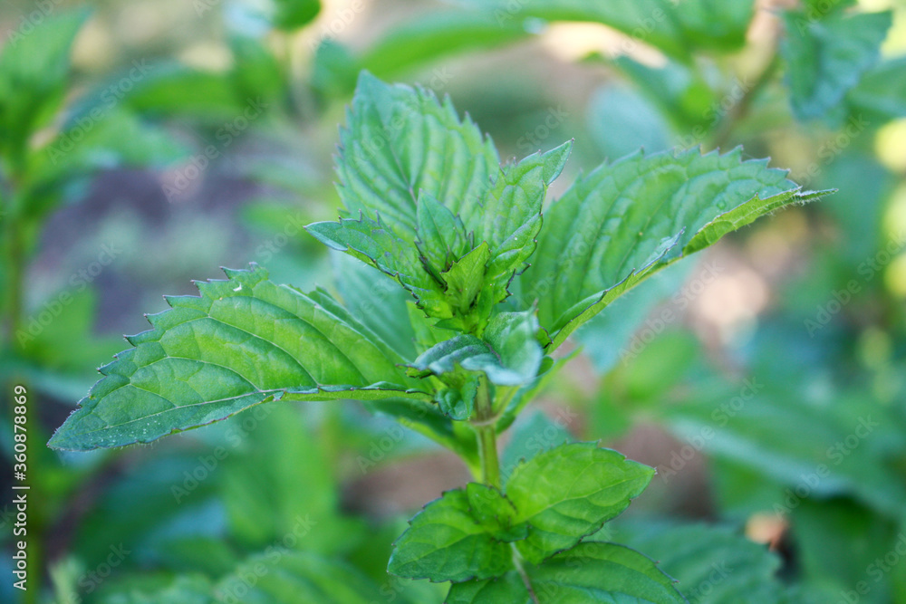 Mint plant in the garden.