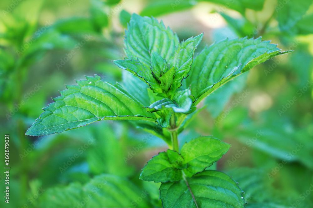 Mint plant in the garden.