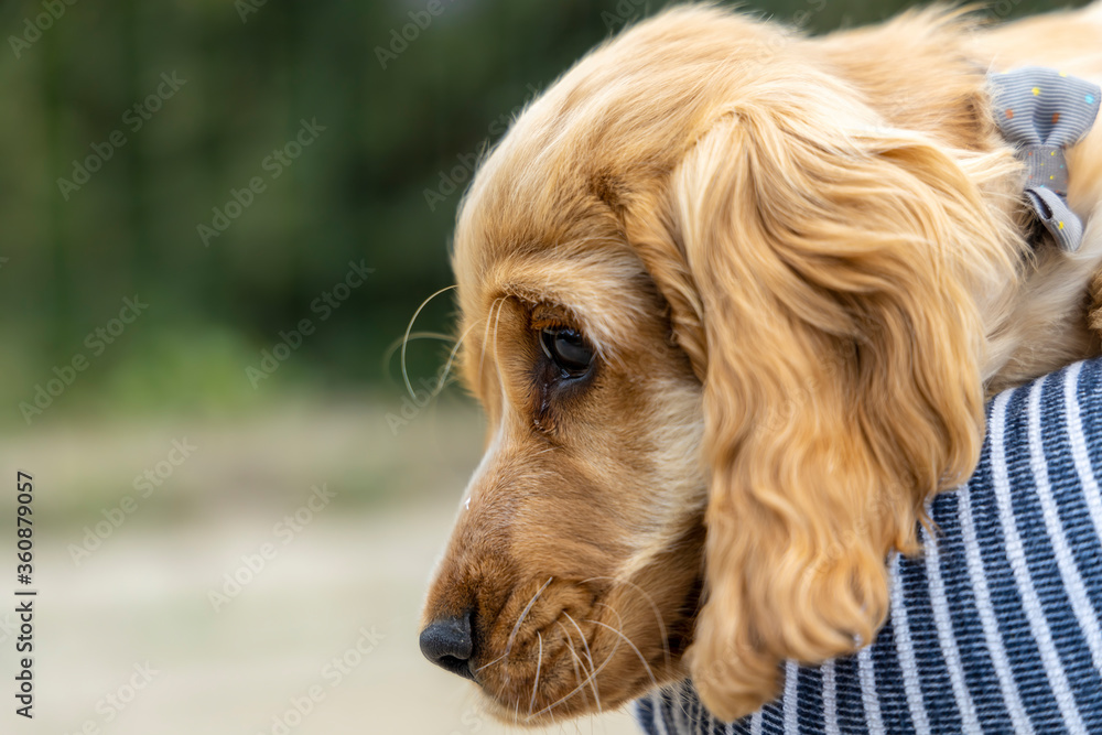 Portrait of red Cocker Spaniel puppy.