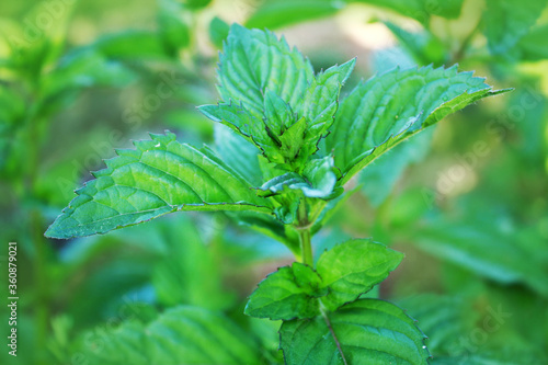 Obraz na płótnie Mint plant in the garden. w salonie