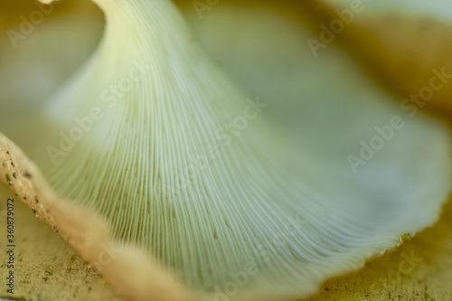 oyster mushroom skin texture. HD Image and Large Resolution. can be used as background and wallpaper. web banners consepts.