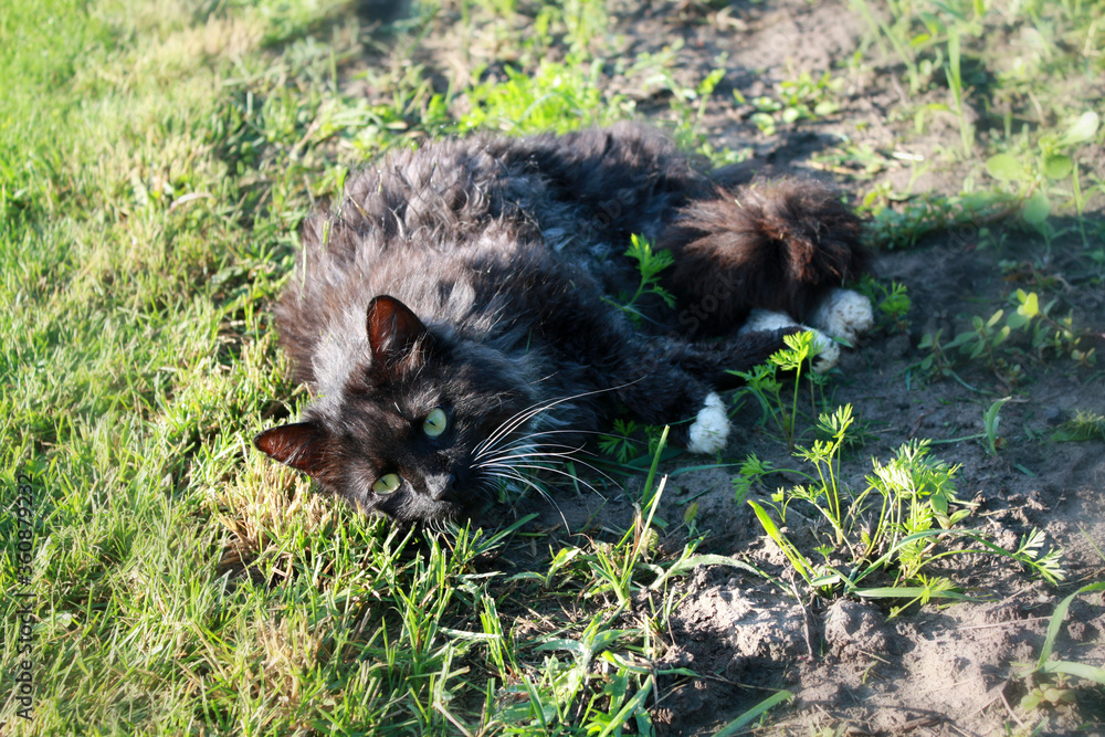 Black cat in the garden.
