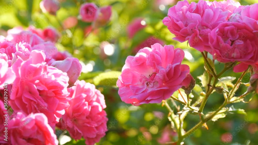 Beautiful delicate rosebuds. Bush of pink blooming roses on a summer sunny day in the park. Beautiful delicate rosebuds. Bush of pink blooming roses on a summer sunny day in the park.