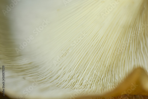 oyster mushroom skin texture. HD Image and Large Resolution. can be used as background and wallpaper. web banners consepts.
