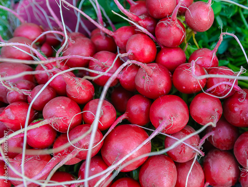Bunch of fresh red radishes in market.