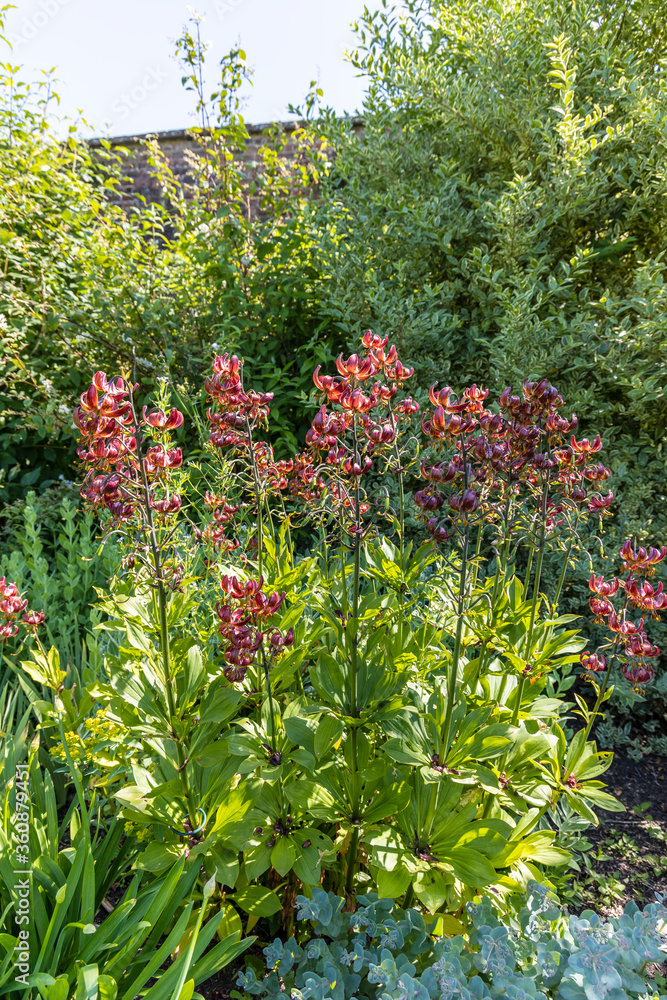 Turk's cap lily or Lilium martagon in a herbaceous border.