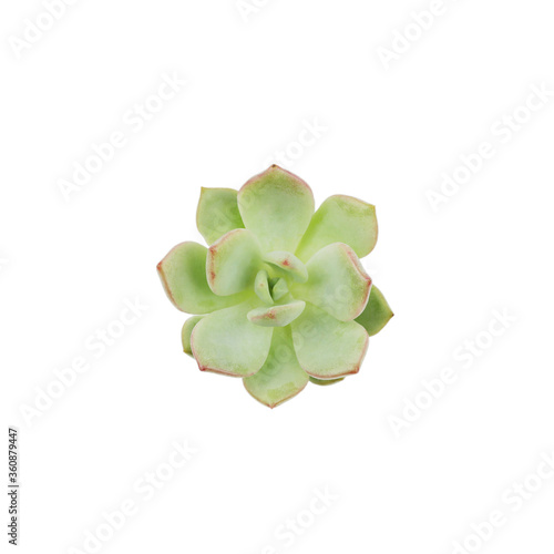 small succulent plant white isloated top view