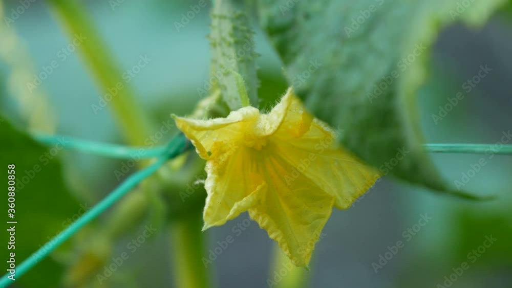 Young little green cucumber with a flower on the end in the summer garden. Young little green cucumber with a flower on the end in the summer garden.