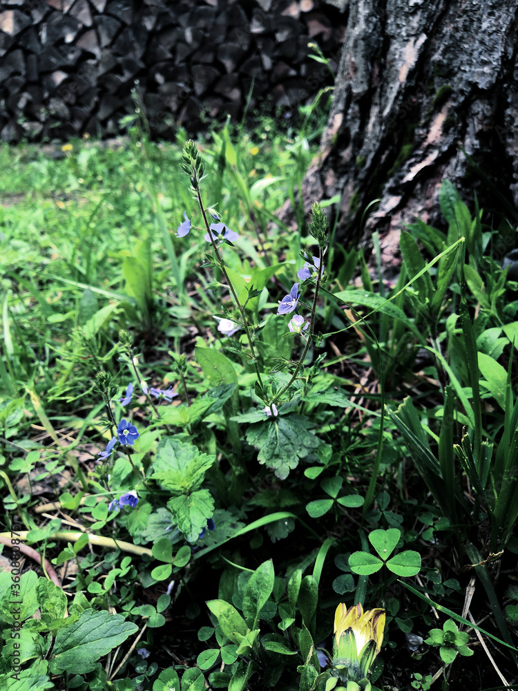 flowers flowers
