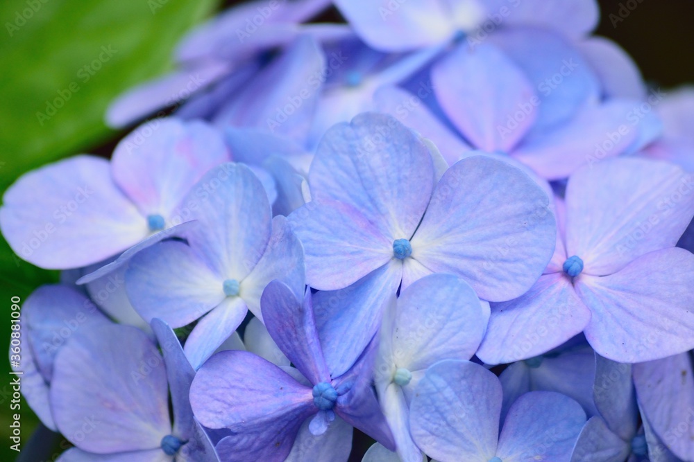 Macro details of blue hydrangea flowers Macro details of blue hydrangea flowers