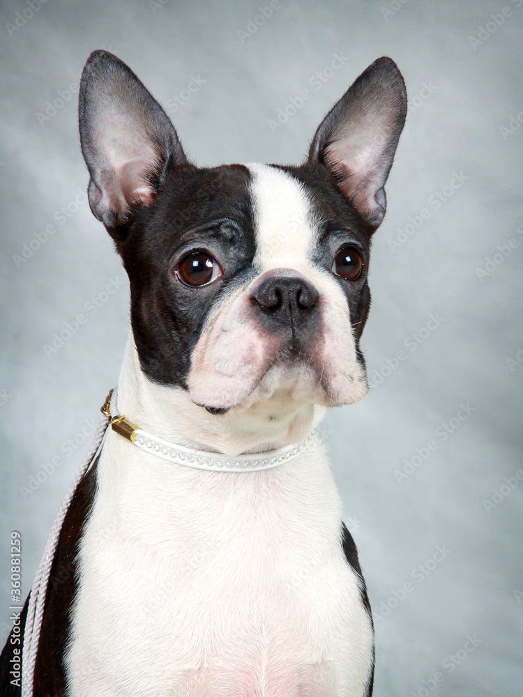 Close-up portrait of a Boston Terrier in a white collar