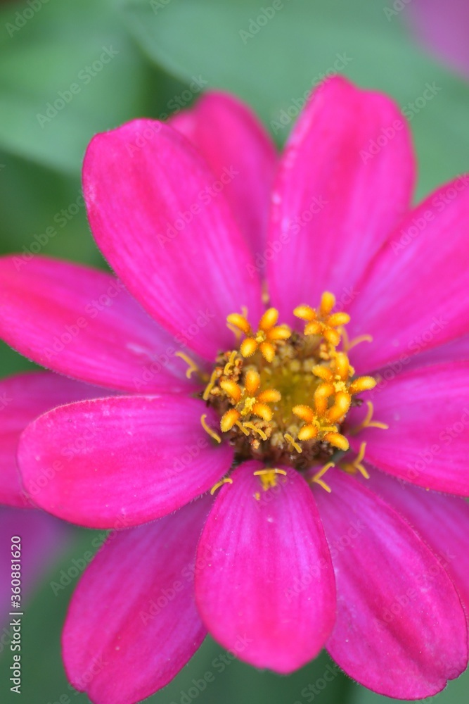 Macro details of Pink Daisy flower in summer garden Macro details of Pink Daisy flower in summer garden