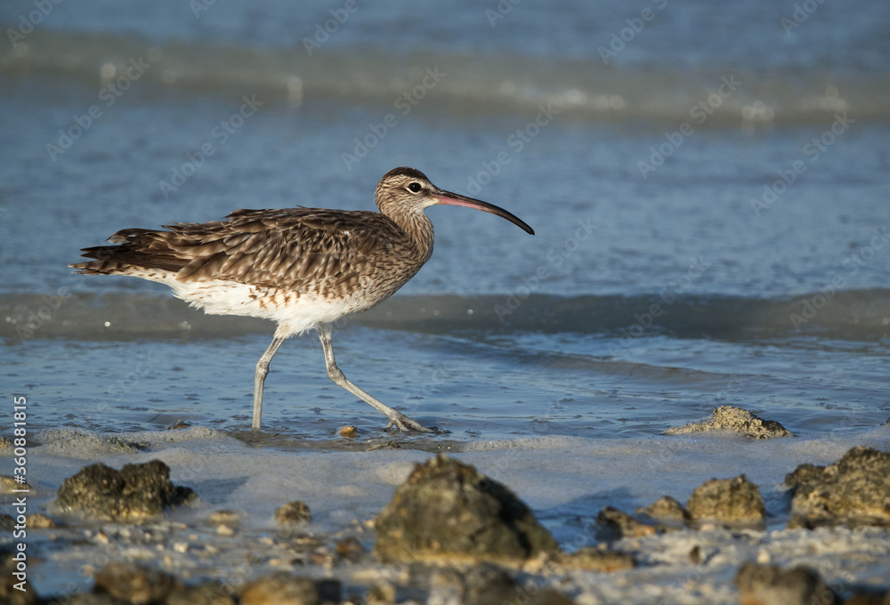 Whimbrel at Busaiteen coast of Bahrain Whimbrel at Busaiteen coast of Bahrain