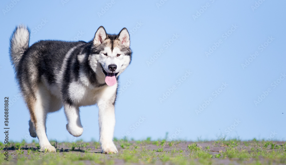 alaskan malamute dog runs against the sky
