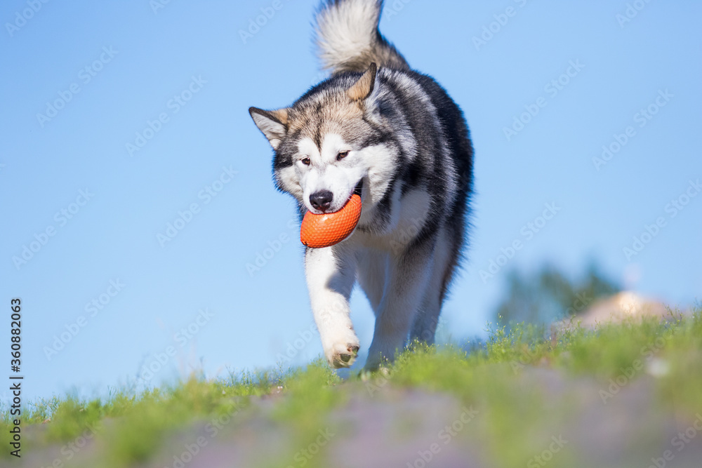 dog runs after the ball