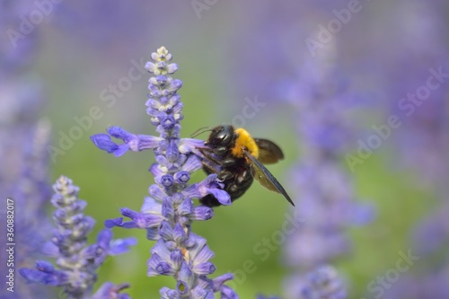 Fototapeta Naklejka Na Ścianę i Meble -  Nature background of Honeybee collecting in Lavender garden