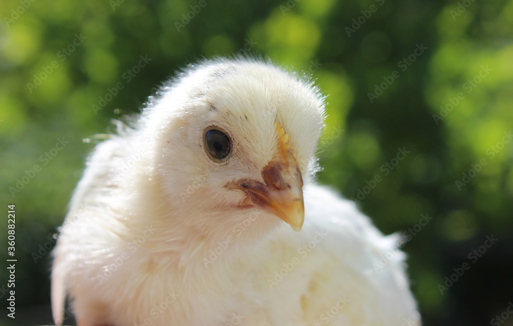 baby chicken, chicken baby chicken, chicken