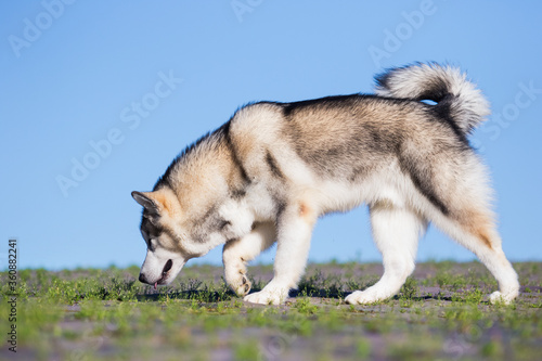 Fotografie dog sniffing is on the trail