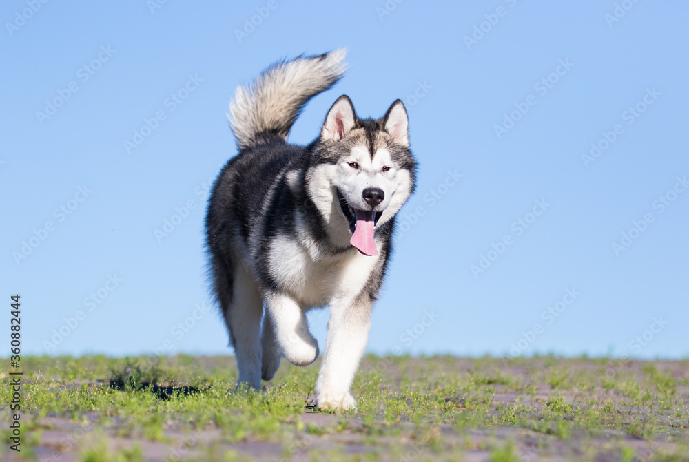alaskan malamute dog runs
