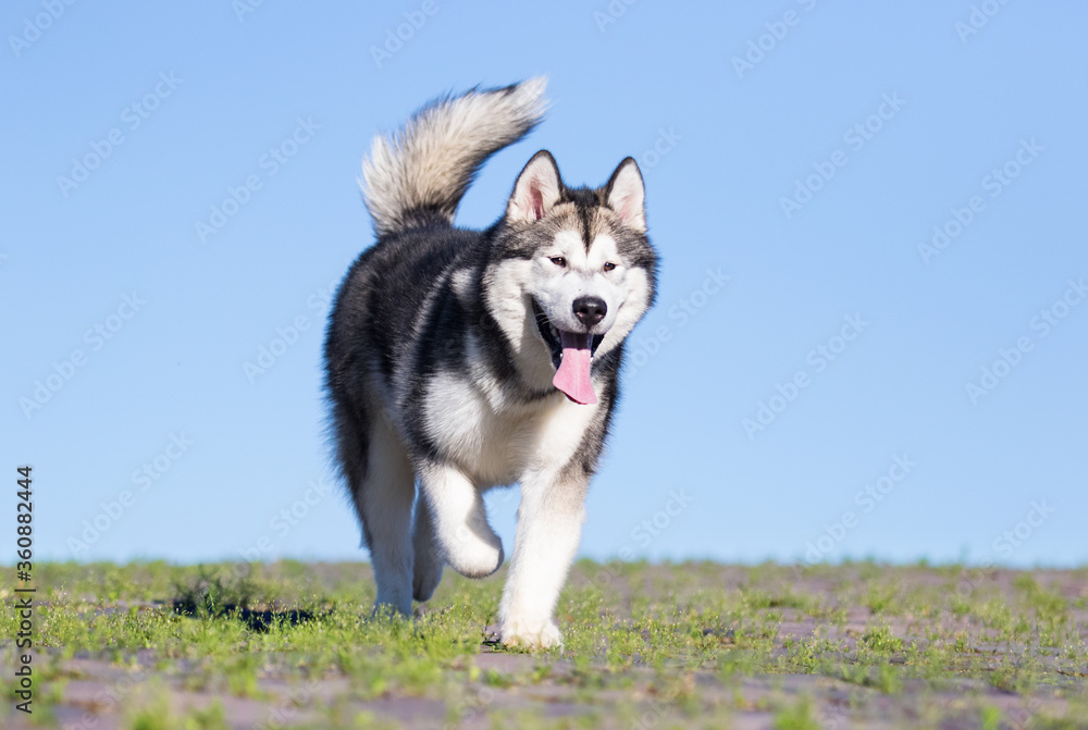 Obraz premium alaskan malamute dog runs