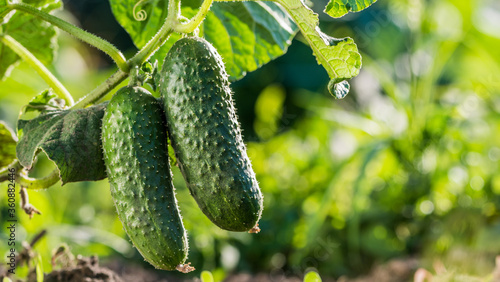 Obraz na plátně Two cucumbers ripen on a bed in the sun