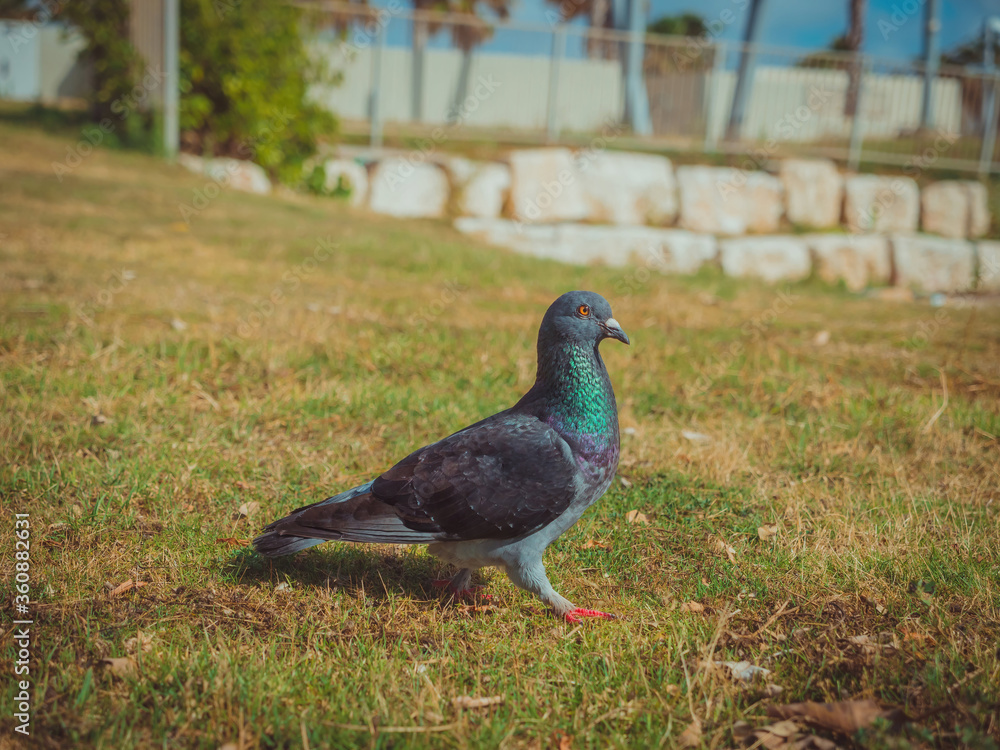 Pigeon walking on the green grass. Close up on dove in the park of Tel Aviv Port commercial district on a sunny summer day. Pigeon walking on the green grass. Close up on dove in the park of Tel Aviv Port commercial district on a sunny summer day.