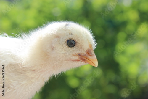 baby chicken, chicken