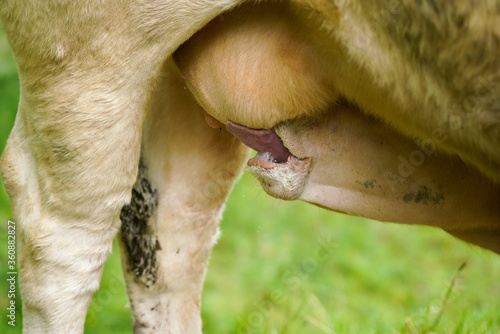 Calf drinking milk from mother...Macro Close Up Mouth Photo © bilge