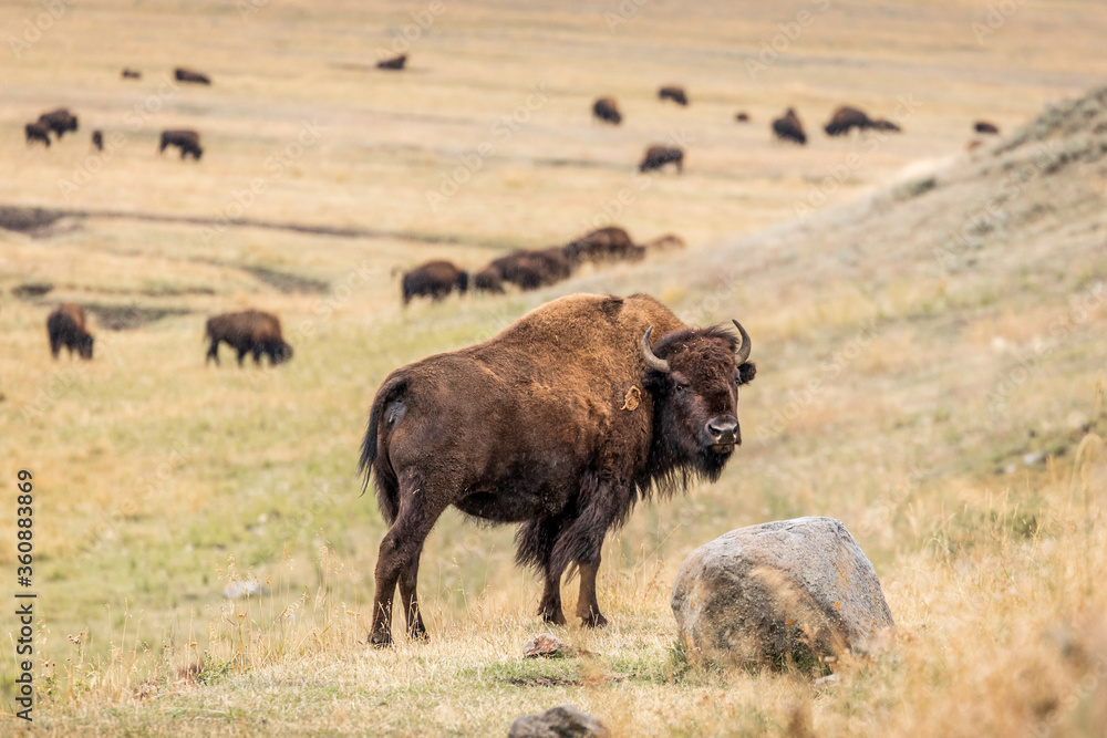 American bisons on grass field in yellowstone. American bisons on grass field in yellowstone.