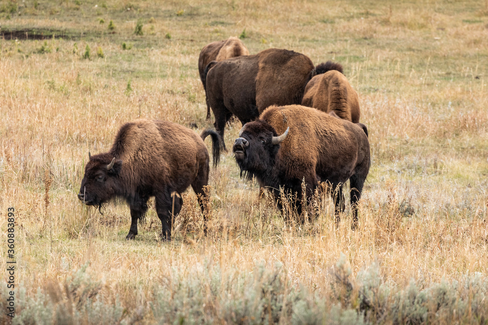 American bisons on grass field in yellowstone. American bisons on grass field in yellowstone.