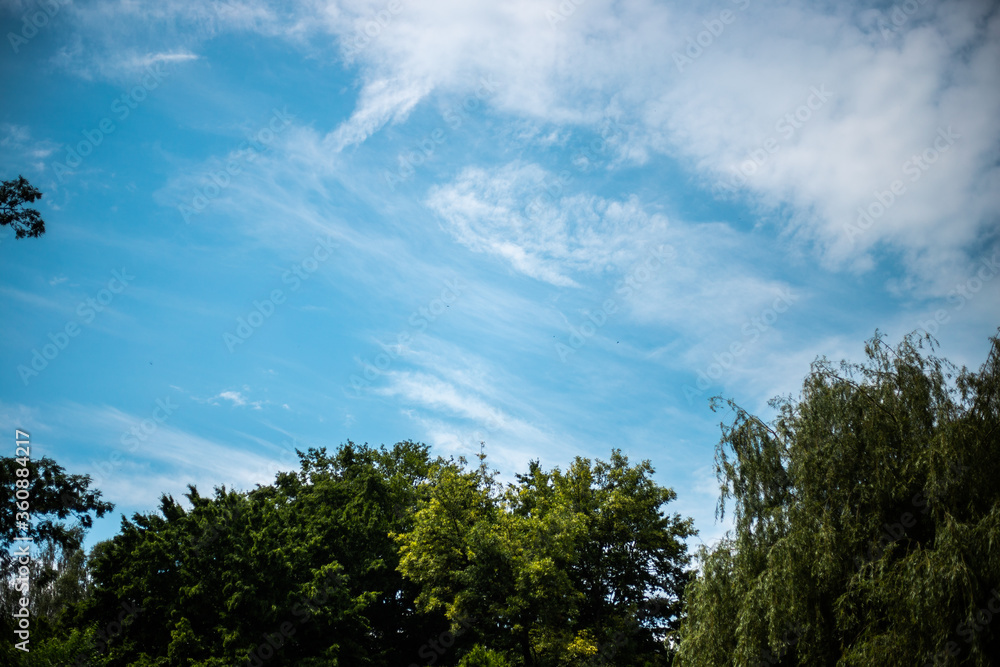Sunny day blue sky clouds trees background overlay backdrop 