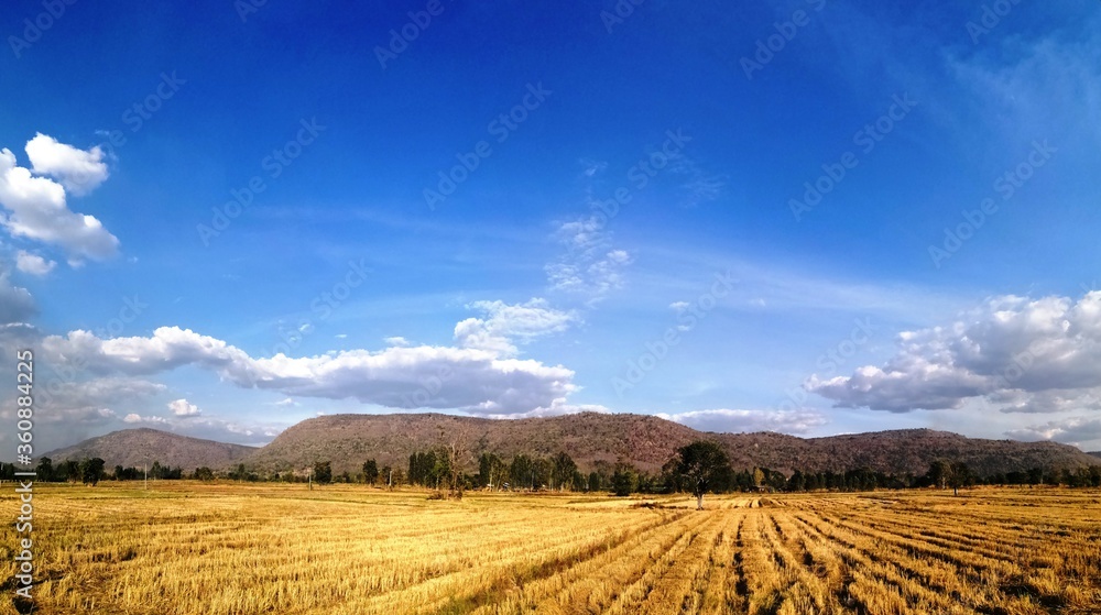 autumn landscape with field