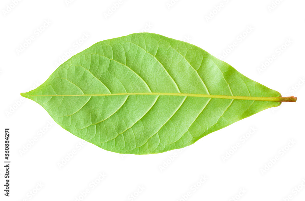 Obraz premium closeup single Devil Tree green leaves back side isolated on white background with clipping path.