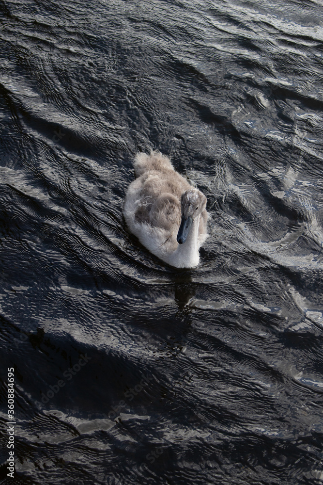 The ugly duckling, a cygnet in dark water.