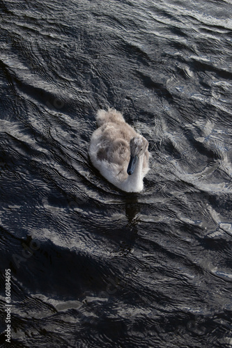 Obraz na płótnie The ugly duckling, a cygnet in dark water. w salonie