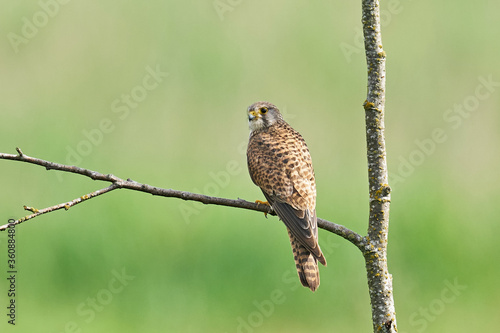 Common kestrel (Falco tinnunculus)