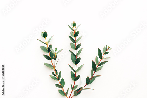 Three branches of eucalyptus on a white background, template for design