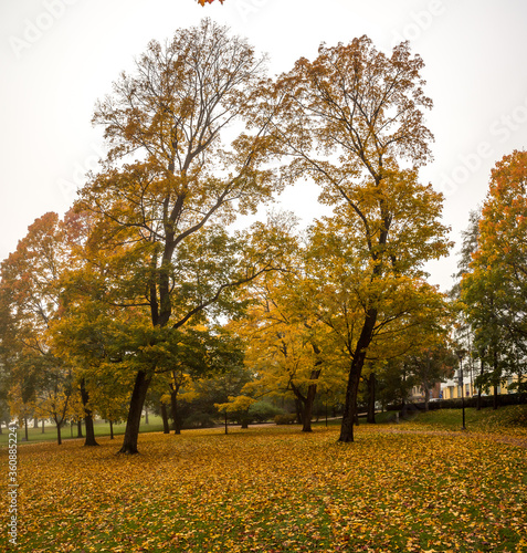 Autumn   Gold Trees in a park. Autumn landscape.