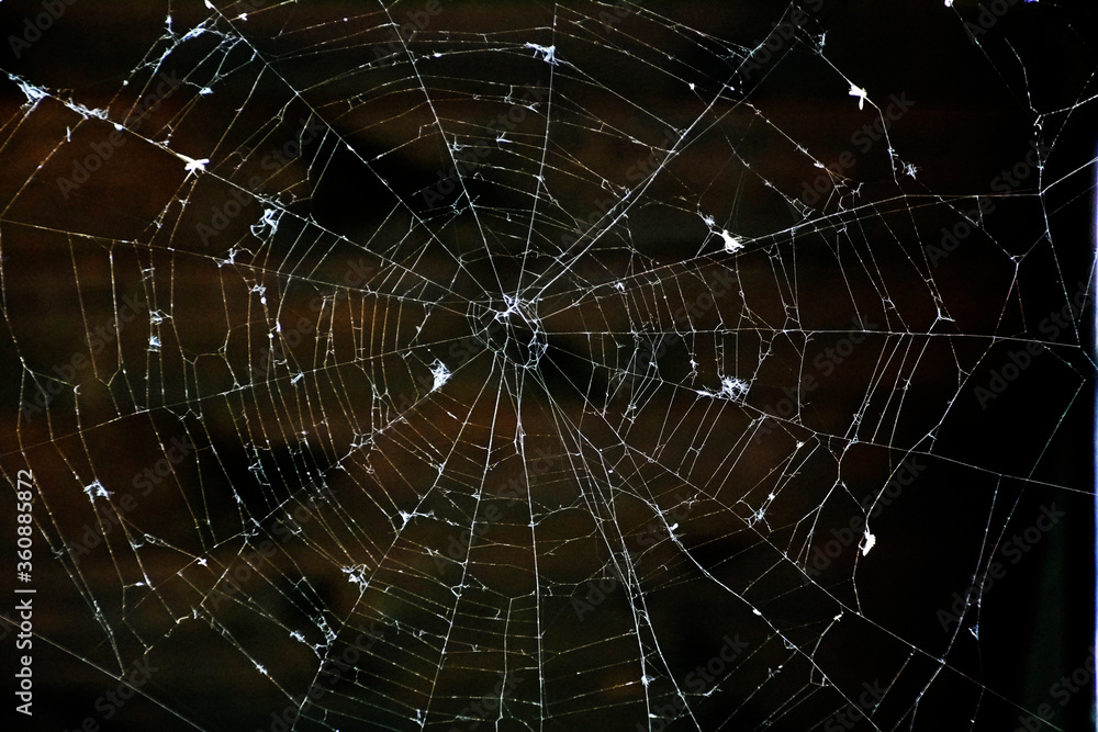 Obraz premium Shabby web on a dark background with spider prey.