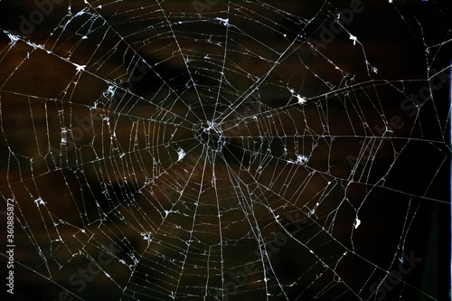 Shabby web on a dark background with spider prey.