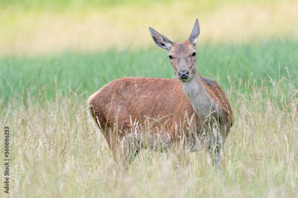 Red deer in the mountain prairie at dawn (Cervus elaphus) Red deer in the mountain prairie at dawn (Cervus elaphus)